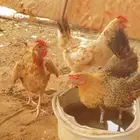 دجاج