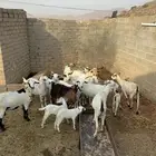 غنم مقاني