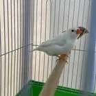 عصافير 2 للبيع