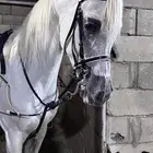 حصان مصري بيور