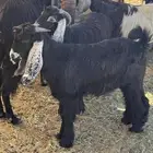 تيس مشروع فحل