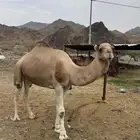 جمل بعير مشروط من جميع العذريب السن السديس