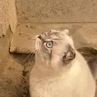 قط ذكر سكوتس فولد للتبني