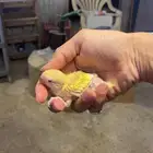 فروخ روز غر(تم البيع)