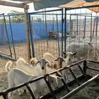 تيوس بيشيه لباني ( تم البيع )