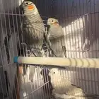 كروانات ذكور واناث بيع جملة