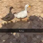 زوج بط للبيع