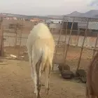 قعود وبكره
