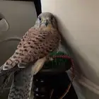 طير شادق للبيع