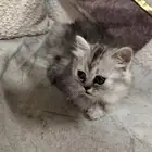 قطتين شيرازي أمريكي عمر شهر ونص ب 250 ريال