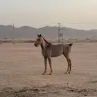 خيل للبيع