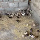 صوص عمر شهر