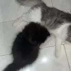 شيرازي العمر ثلاثة شهور إلى خمسة شهور واحد 500