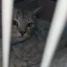 قطط لتبني