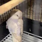 يوجد طير روز نص ولافه الوان مميزه
