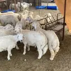 طليان جبره للبيع متوفر تابي