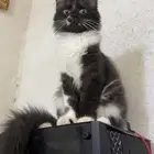 قطوه للتبني