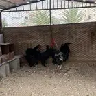 دجاج للبيع