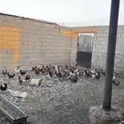 للبيع دجاج عربي