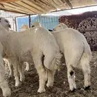 طليان ذبايح فاخره بريه