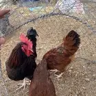 دجاج فرنسي