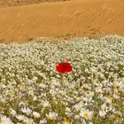 بذور ديدحان