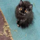 شيرازي العمر ثلاثة شهور إلى خمسة شهور واحد 450