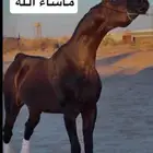 حصان فحل بطل جمال مستورد مفتوح لوجه الله