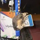 راس صقر محنط