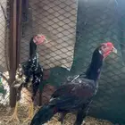 دجاج