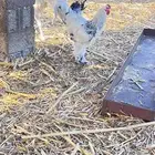 طقم براهما فاخر