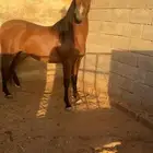 مهره شعبيه