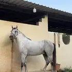 حصان جزيري