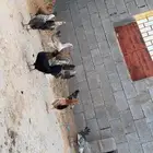 للبيع 13دجاجه بدون ديك بياض الموقع الفياض