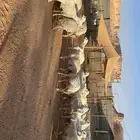 رخال حرش مقاني بفحولها