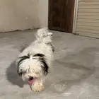 كلب شيتزو للبيع
