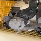 حمام