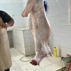 ذبايح الرس توصيل وصلخ