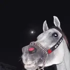 حصان مسروق