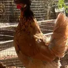 دجاج طقم زينه كشه بولش