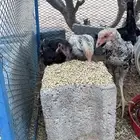 للبيع دجاج باكستاني