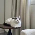 قط للتبني