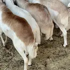 طليان رفيد العدد 8