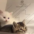 قطط