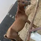 خيل