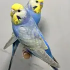 جوز رينبو منتج محلي العمر سنه اول انتاج له