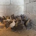 صوص دجاج تركي وفيومي قولد