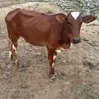 بقر بلدي