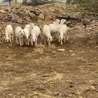 بهم