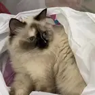 ابي ذكر تزاوج